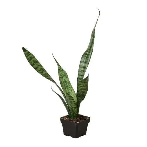 Snake Plant &