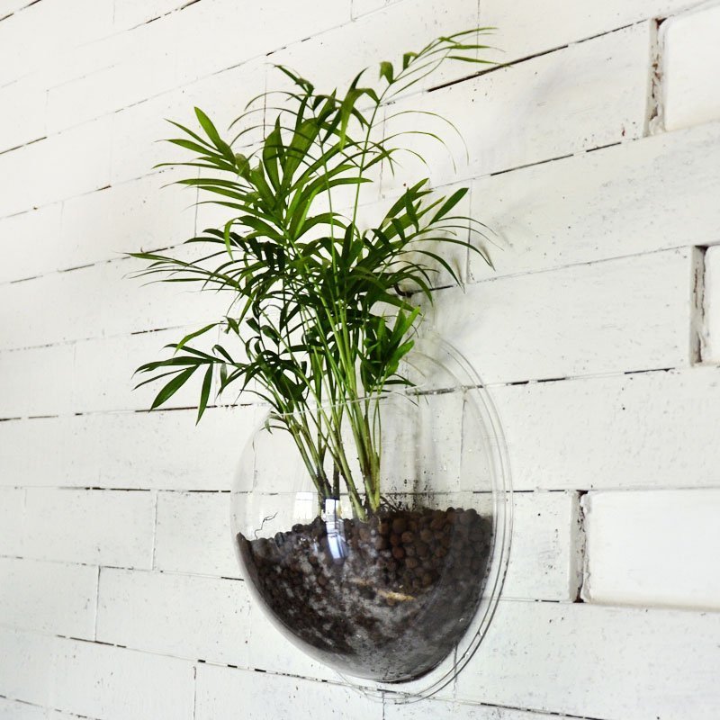Wall Mounted Fish Bowl Fuchsia Molly