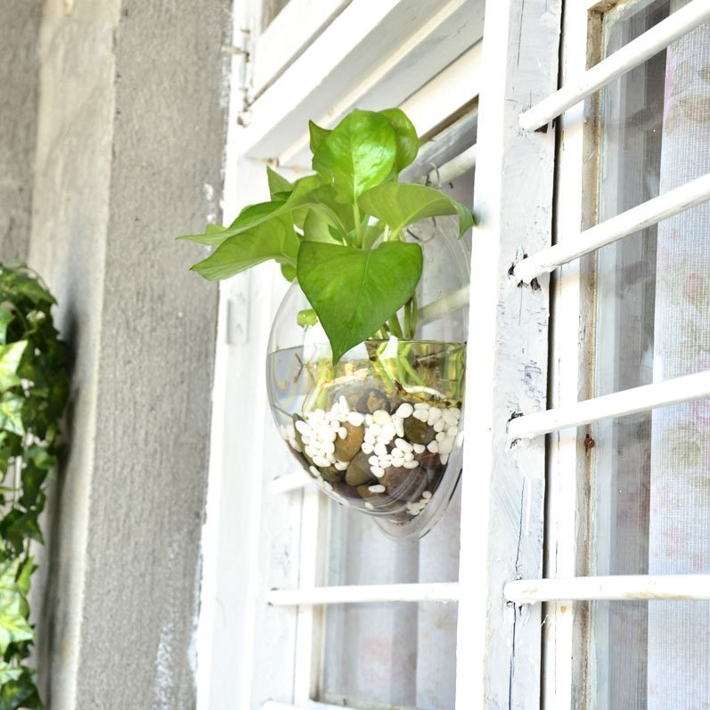 Wall Mounted Fish Bowl Fuchsia Molly