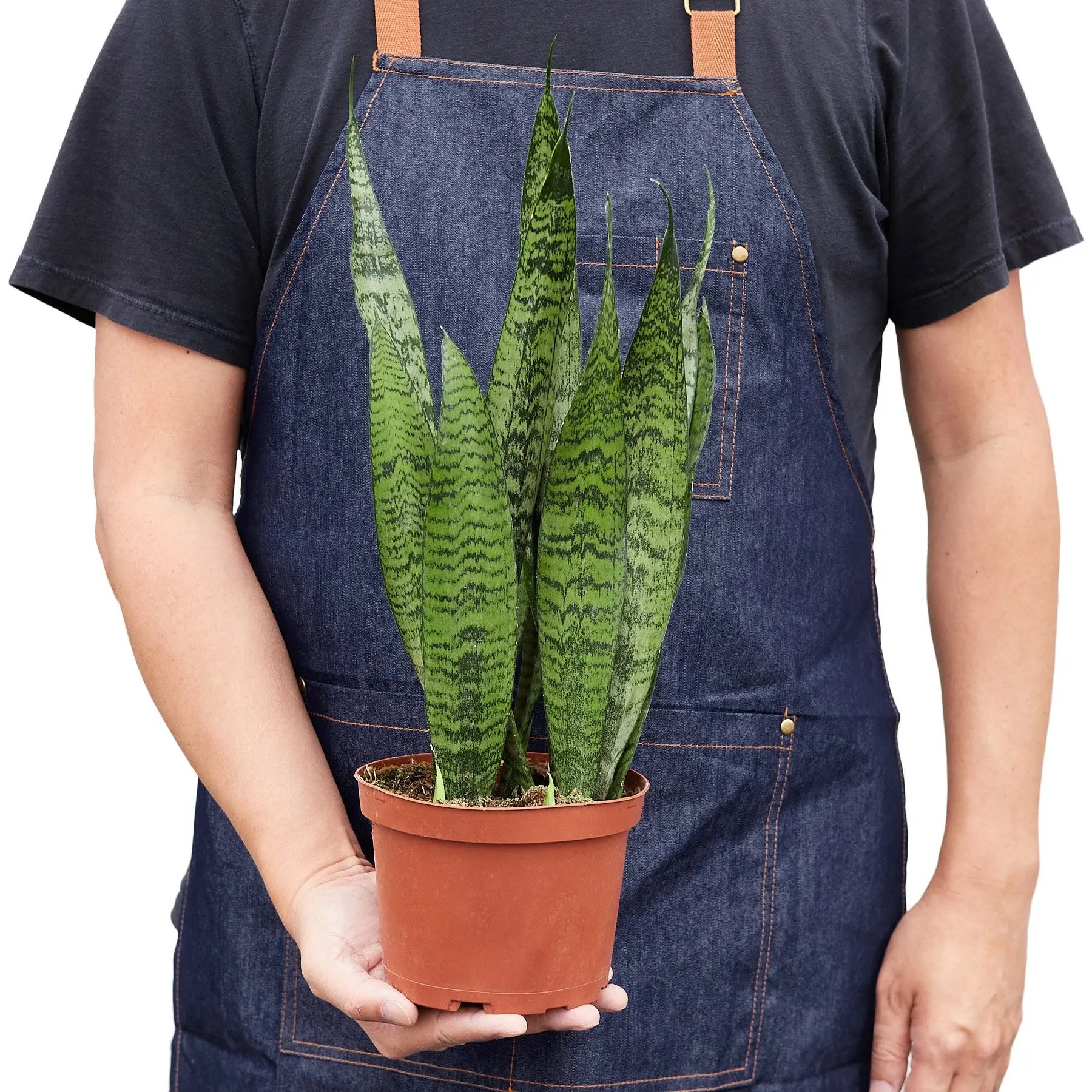 Snake Plant &