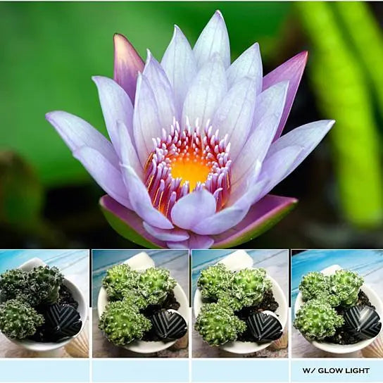 Glow Face 3 In 1 Photo Lens And Fill Lighting Clip Salmon Lucky