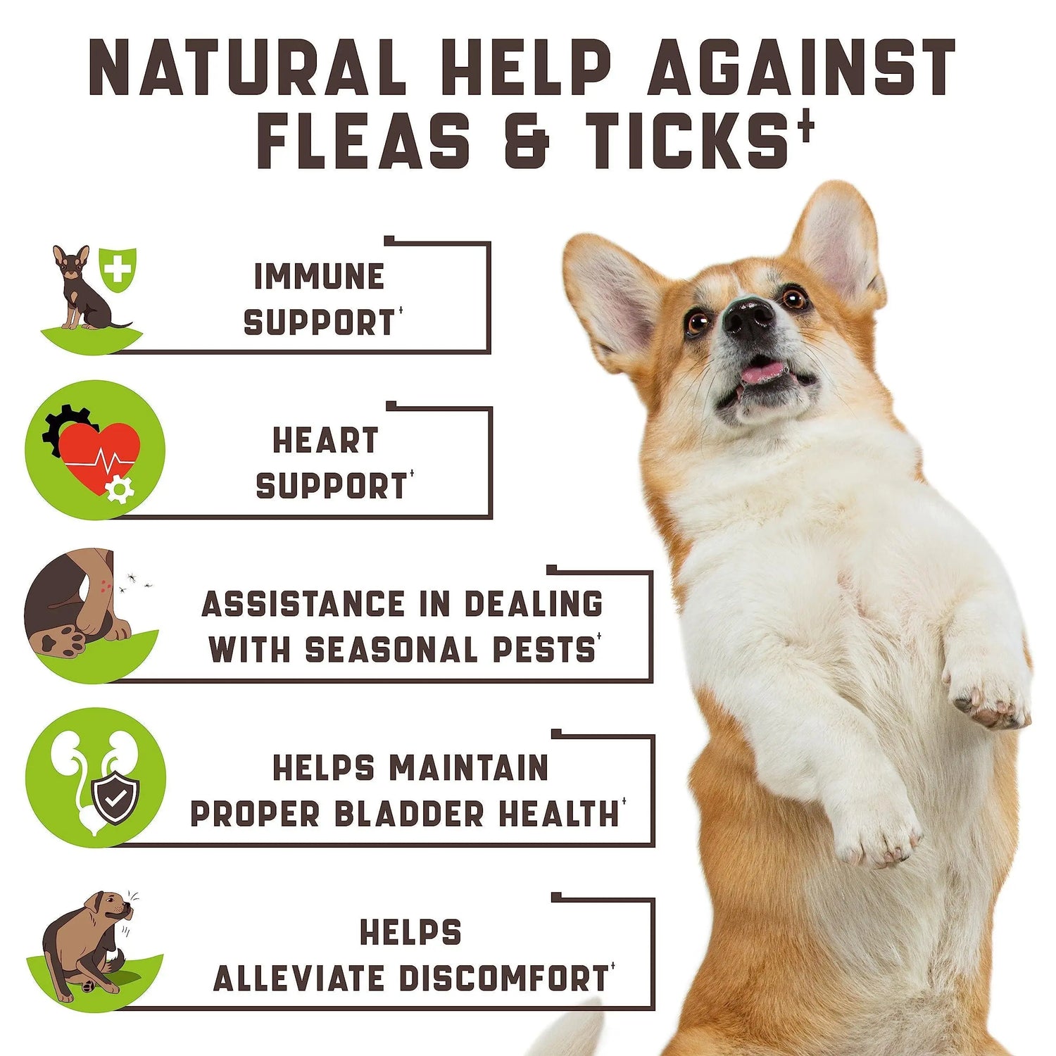 Flea and Tick Prevention Chewable for Dogs No Collars Needed Periwinkle Eros