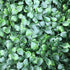 Artificial Flame Resistant Boxwood Hedging Panel 50x50cm Ruby Rhea