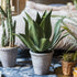 Artificial Faux Large Potted Agave Plant 22.8" Sangria Uranus