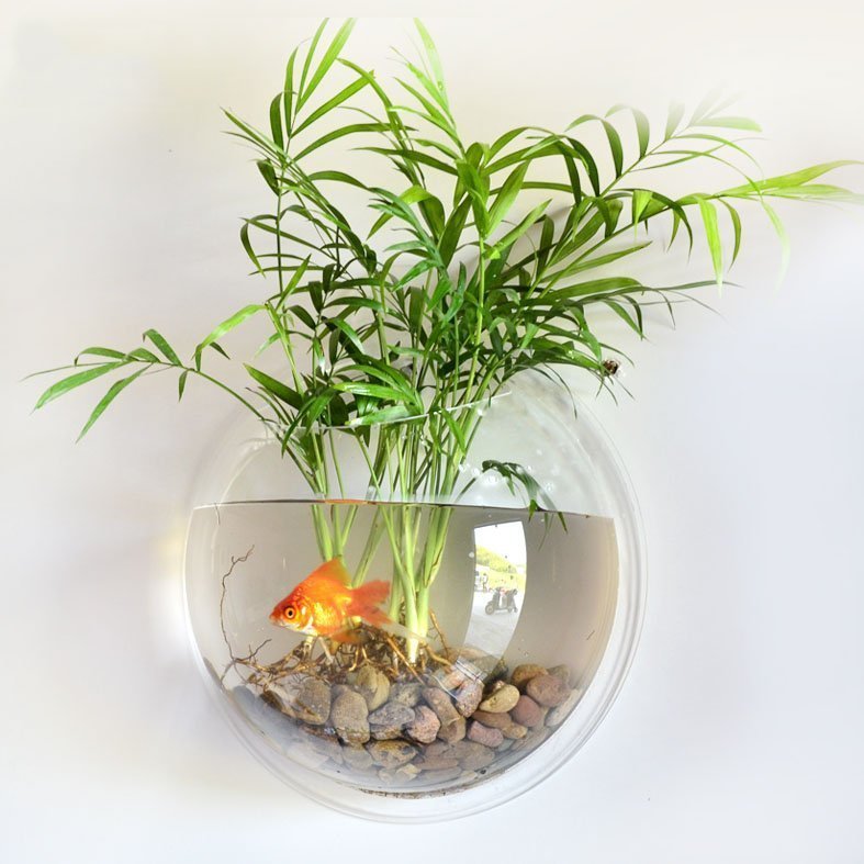 Wall Mounted Fish Bowl Fuchsia Molly
