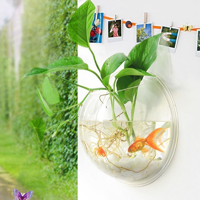 Wall Mounted Fish Bowl Fuchsia Molly